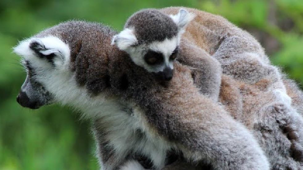 Family of cute animals